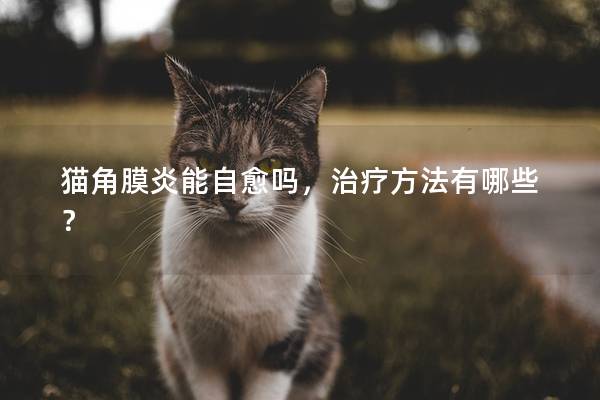 猫角膜炎能自愈吗，治疗方法有哪些？