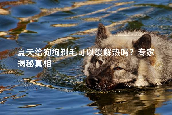 夏天给狗狗剃毛可以缓解热吗？专家揭秘真相