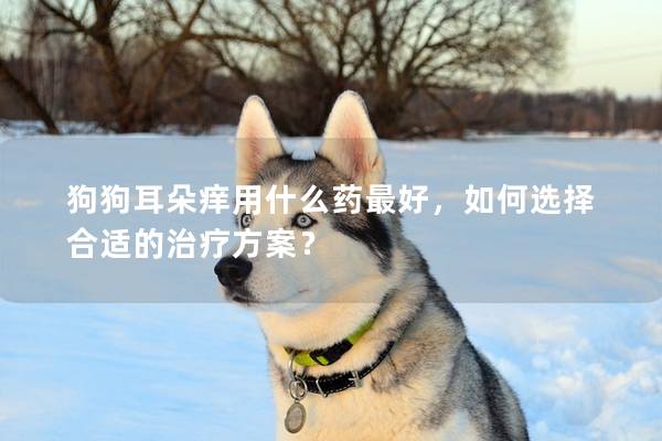 狗狗耳朵痒用什么药最好，如何选择合适的治疗方案？