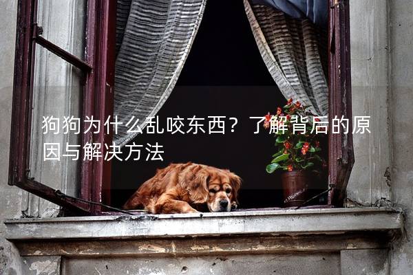 狗狗为什么乱咬东西？了解背后的原因与解决方法