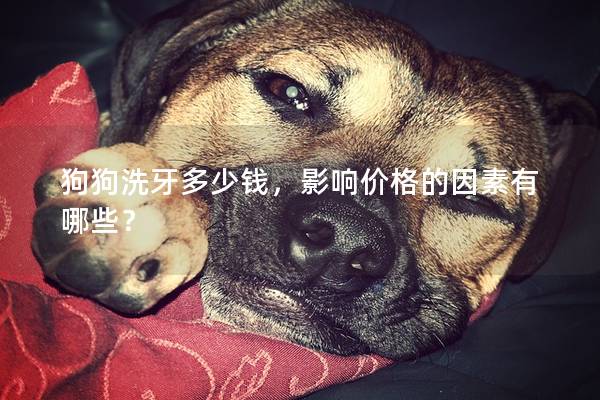 狗狗洗牙多少钱，影响价格的因素有哪些？