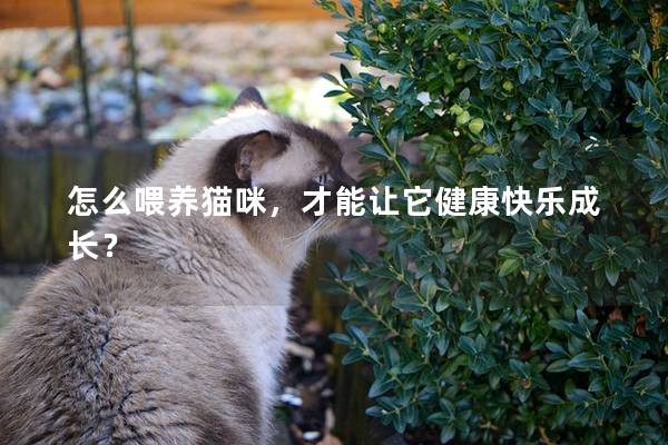 怎么喂养猫咪，才能让它健康快乐成长？