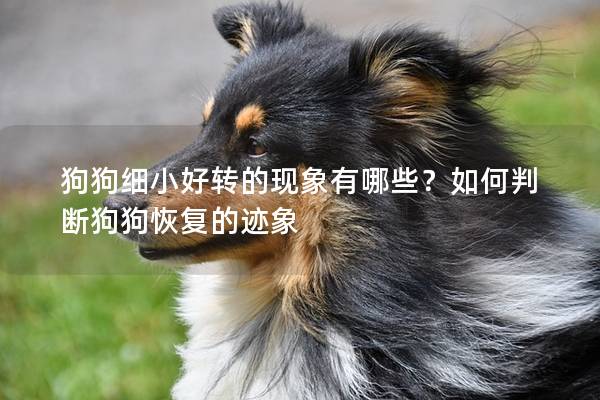 狗狗细小好转的现象有哪些？如何判断狗狗恢复的迹象