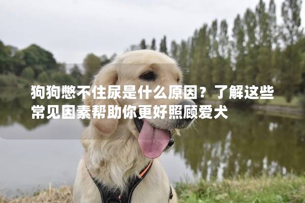 狗狗憋不住尿是什么原因？了解这些常见因素帮助你更好照顾爱犬