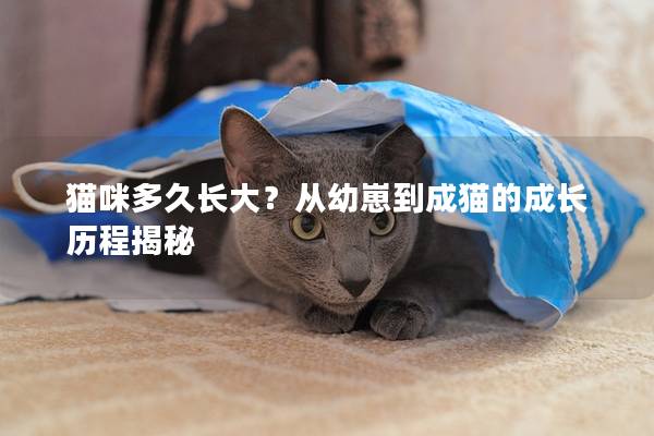 猫咪多久长大？从幼崽到成猫的成长历程揭秘