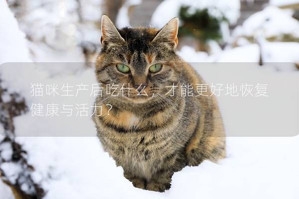 猫咪生产后吃什么，才能更好地恢复健康与活力？