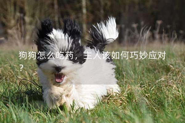 狗狗怎么吃药，主人该如何巧妙应对？