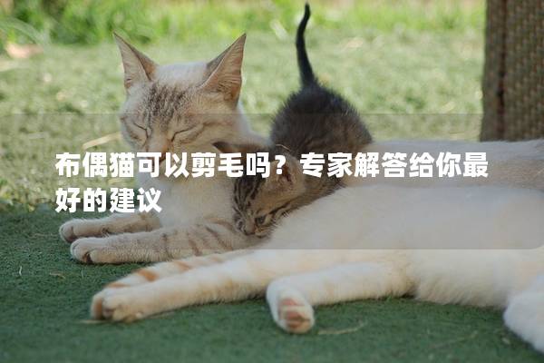 布偶猫可以剪毛吗？专家解答给你最好的建议