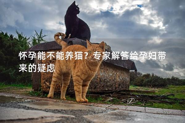 怀孕能不能养猫？专家解答给孕妇带来的疑虑