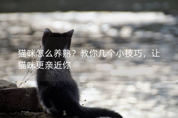 猫咪怎么养熟？教你几个小技巧，让猫咪更亲近你