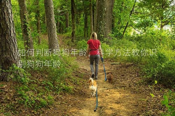 如何判断狗狗年龄，科学方法教你识别狗狗年龄
