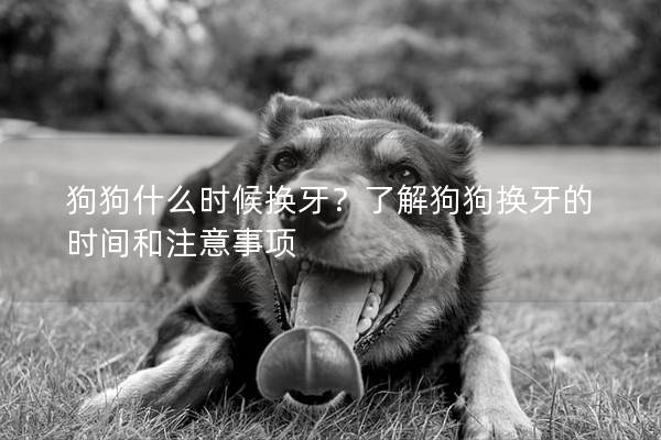 狗狗什么时候换牙？了解狗狗换牙的时间和注意事项