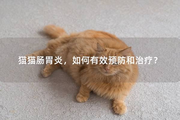 猫猫肠胃炎，如何有效预防和治疗？