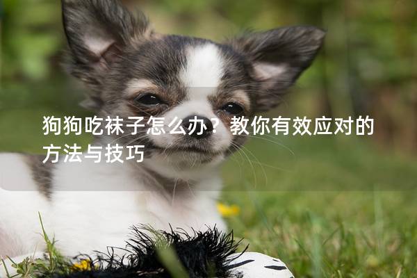 狗狗吃袜子怎么办？教你有效应对的方法与技巧
