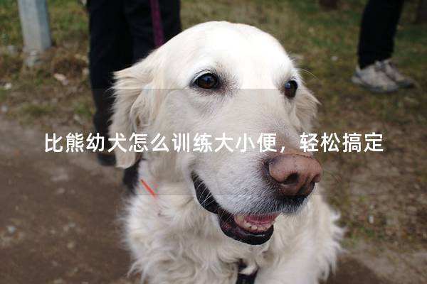 比熊幼犬怎么训练大小便，轻松搞定