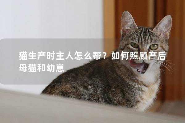 猫生产时主人怎么帮？如何照顾产后母猫和幼崽