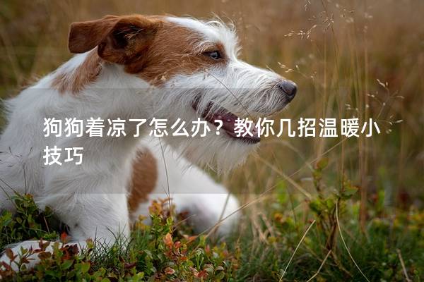 狗狗着凉了怎么办？教你几招温暖小技巧