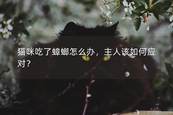 猫咪吃了蟑螂怎么办，主人该如何应对？