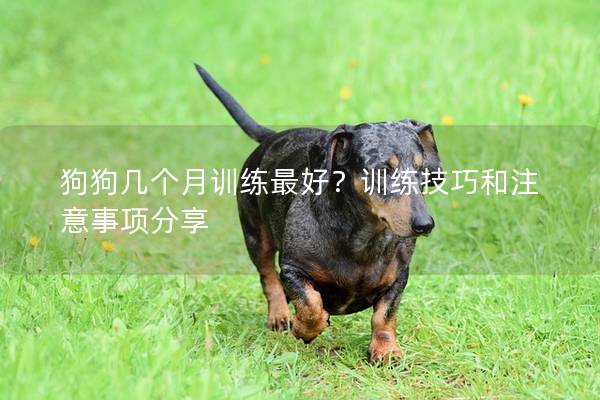 狗狗几个月训练最好？训练技巧和注意事项分享