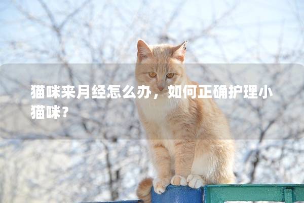 猫咪来月经怎么办，如何正确护理小猫咪？