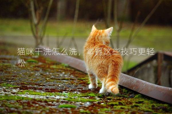 猫咪干洗怎么洗，掌握这些技巧更轻松