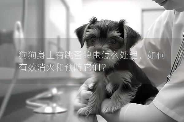 狗狗身上有跳蚤蜱虫怎么处理，如何有效消灭和预防它们？