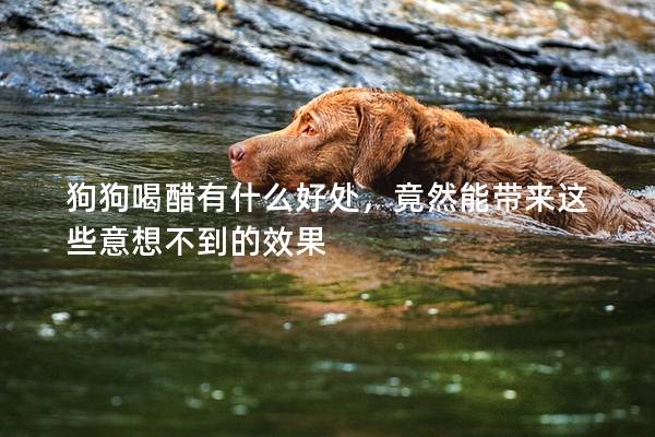 狗狗喝醋有什么好处，竟然能带来这些意想不到的效果