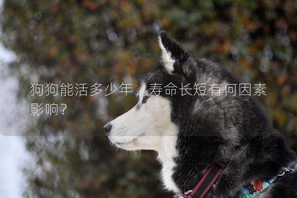 狗狗能活多少年，寿命长短有何因素影响？