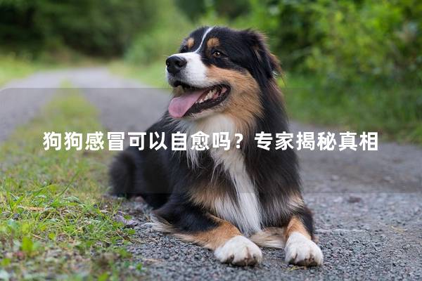 狗狗感冒可以自愈吗？专家揭秘真相