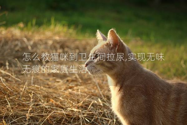 怎么教猫咪到卫生间拉尿,实现无味无痕的家庭生活
