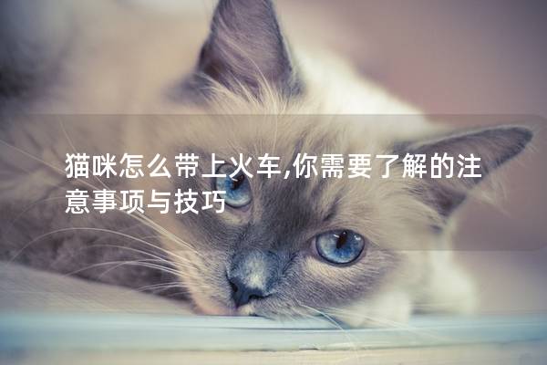 猫咪怎么带上火车,你需要了解的注意事项与技巧