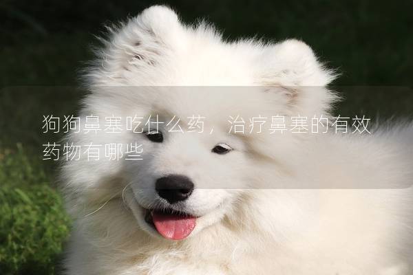狗狗鼻塞吃什么药，治疗鼻塞的有效药物有哪些