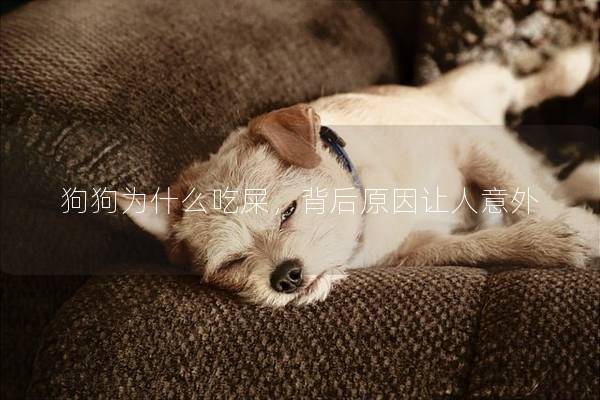 狗狗为什么吃屎，背后原因让人意外