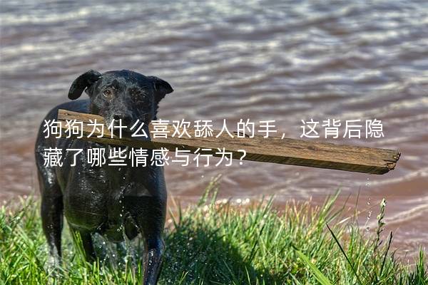 狗狗为什么喜欢舔人的手，这背后隐藏了哪些情感与行为？