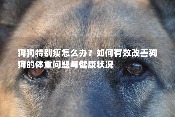 狗狗特别瘦怎么办？如何有效改善狗狗的体重问题与健康状况