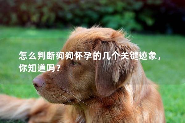 怎么判断狗狗怀孕的几个关键迹象，你知道吗？