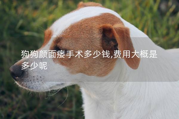 狗狗颜面瘘手术多少钱,费用大概是多少呢