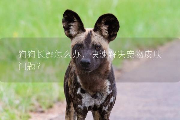 狗狗长癣怎么办，快速解决宠物皮肤问题？