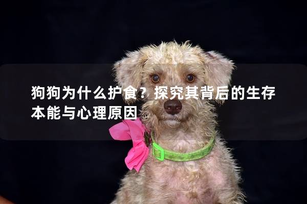 狗狗为什么护食？探究其背后的生存本能与心理原因