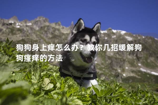 狗狗身上痒怎么办？教你几招缓解狗狗瘙痒的方法