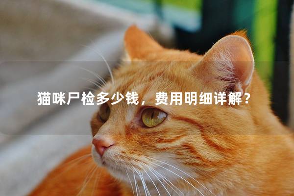 猫咪尸检多少钱，费用明细详解？