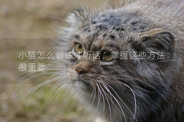 小猫怎么训练才听话，掌握这些方法很重要