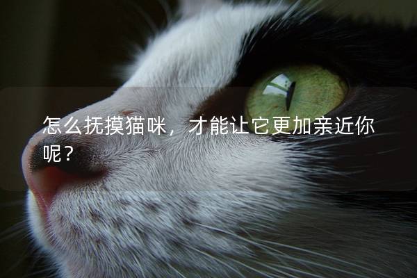 怎么抚摸猫咪，才能让它更加亲近你呢？