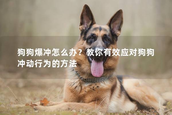 狗狗爆冲怎么办？教你有效应对狗狗冲动行为的方法