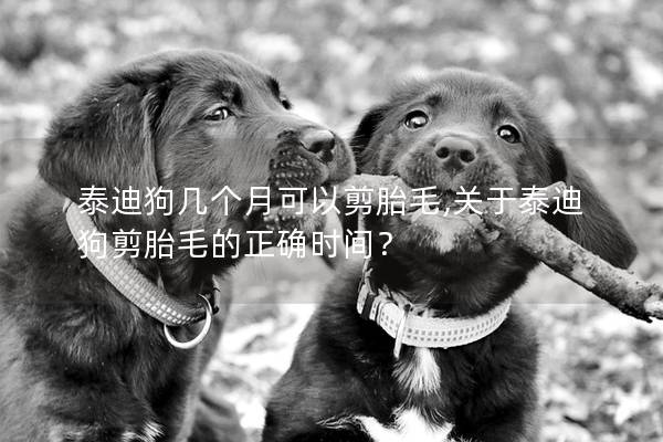 泰迪狗几个月可以剪胎毛,关于泰迪狗剪胎毛的正确时间？