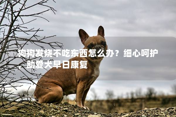 狗狗发烧不吃东西怎么办？细心呵护，助爱犬早日康复