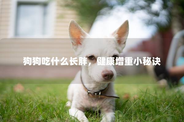 狗狗吃什么长胖，健康增重小秘诀