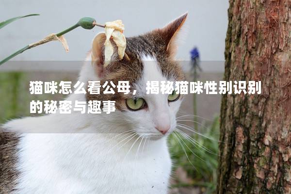 猫咪怎么看公母，揭秘猫咪性别识别的秘密与趣事