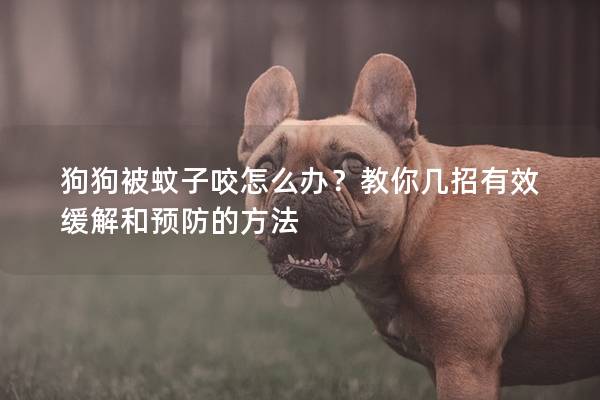 狗狗被蚊子咬怎么办？教你几招有效缓解和预防的方法
