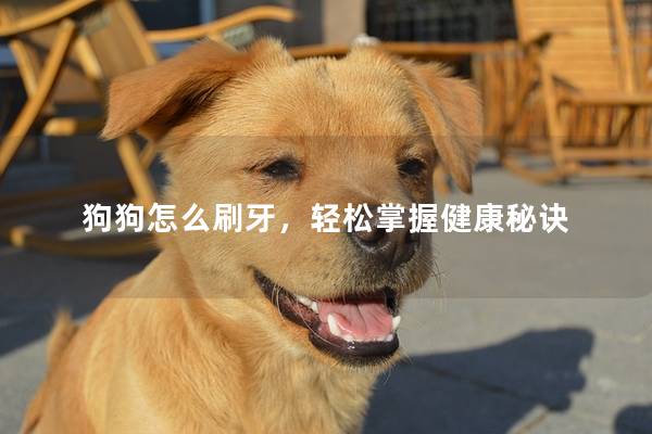 狗狗怎么刷牙，轻松掌握健康秘诀